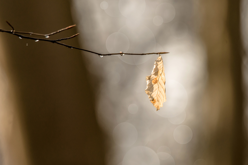 Autumn leaf hanging from a branch