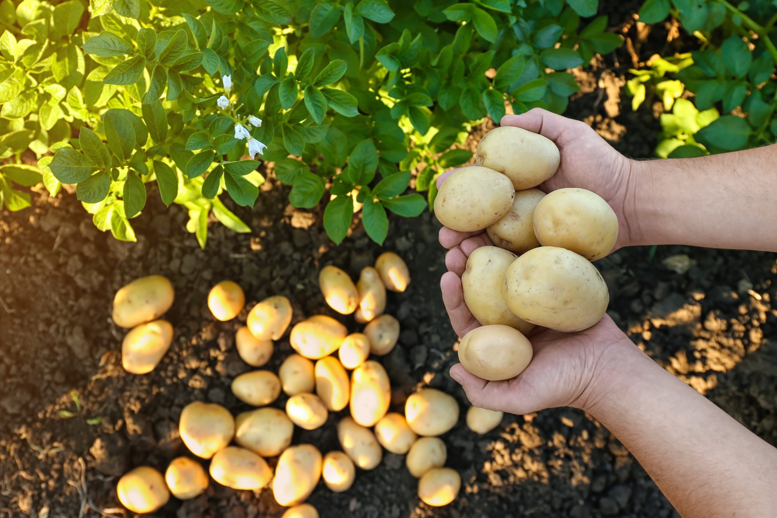 Is de aardappel een groente? Nederland geeft antwoord Gezondheid Plus